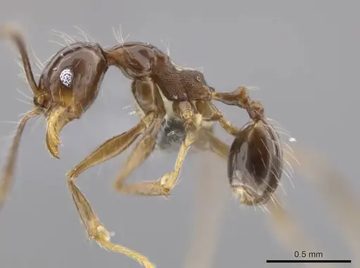 Pheidole cataractae - USNMENT00691422