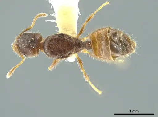 Pheidole caulicola specimen