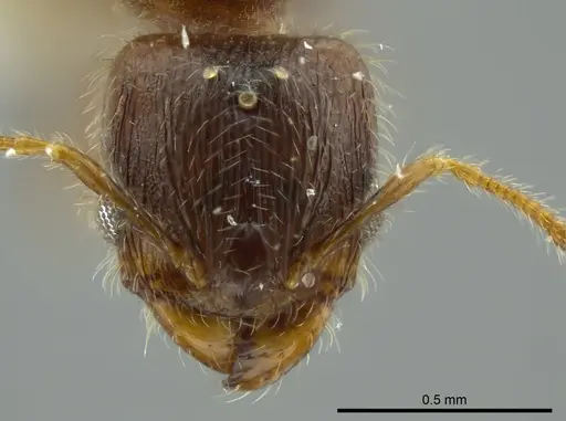 Pheidole caulicola specimen