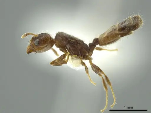 Pheidole caulicola specimen