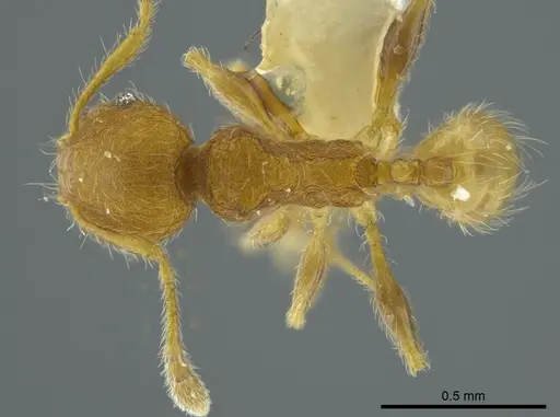 Pheidole caulicola - CASENT0624250