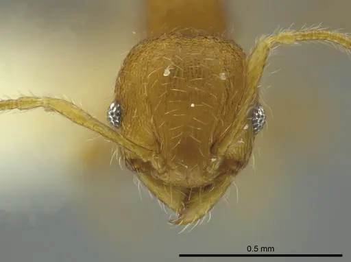 Pheidole caulicola - CASENT0624250