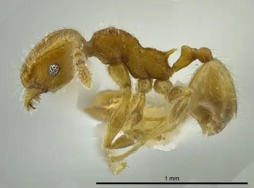 Pheidole caulicola - CASENT0624250