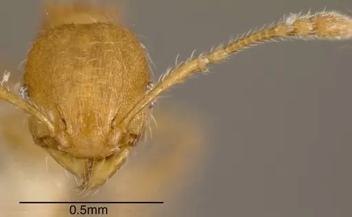 Pheidole caulicola - CASENT0635451