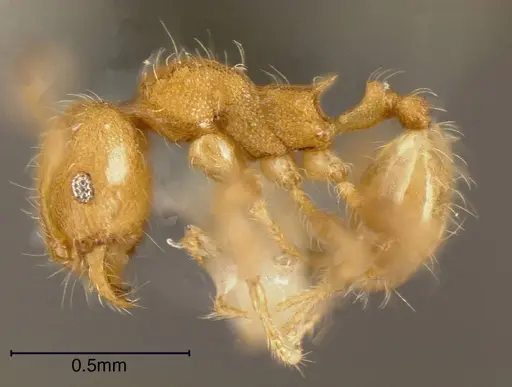 Pheidole caulicola - CASENT0635451