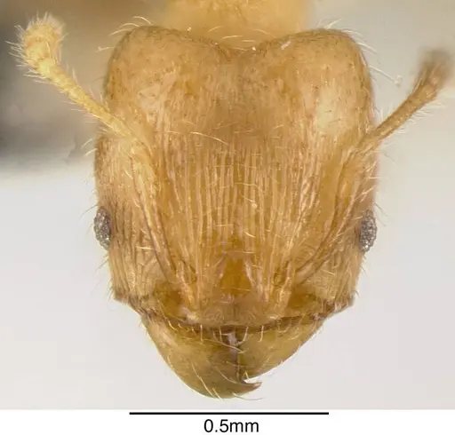 Pheidole caulicola - INBIOCRI001282235
