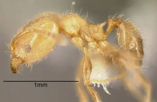 Pheidole caulicola - INBIOCRI001282235