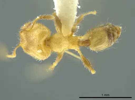 Pheidole caulicola - INBIOCRI001282237