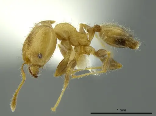 Pheidole caulicola - INBIOCRI001282237