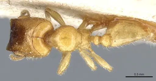Pheidole cavifrons specimen