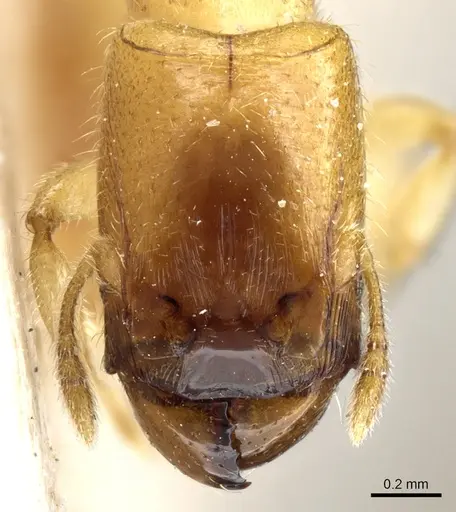 Pheidole cavifrons specimen