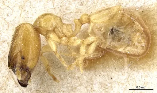 Pheidole cavifrons specimen