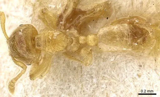 Pheidole cavifrons - CASENT0904312