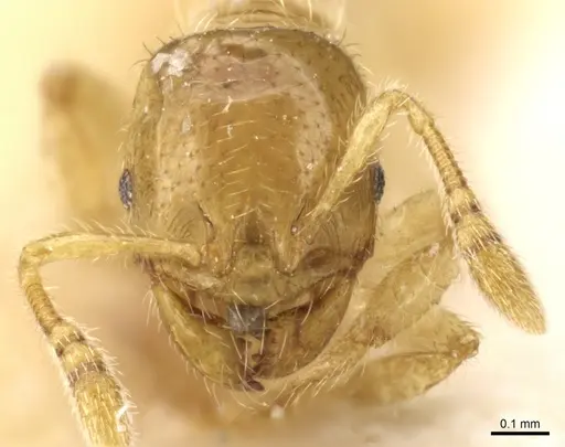 Pheidole cavifrons - CASENT0904312