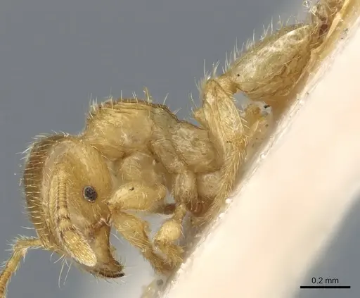 Pheidole cavifrons - CASENT0904312