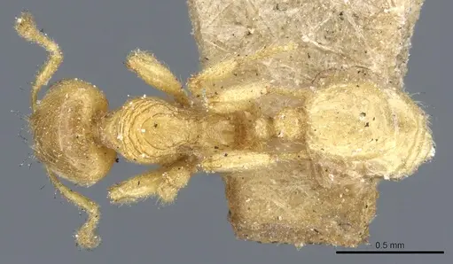 Pheidole cavifrons - CASENT0904315