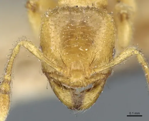 Pheidole cavifrons - CASENT0904315