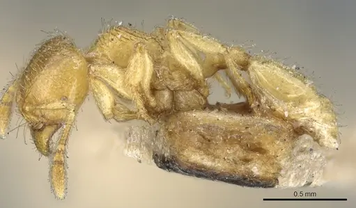 Pheidole cavifrons - CASENT0904315