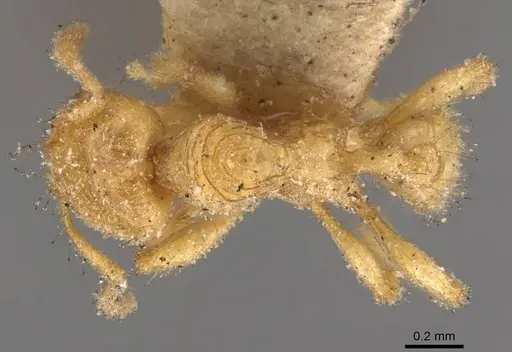 Pheidole cavifrons - CASENT0908303