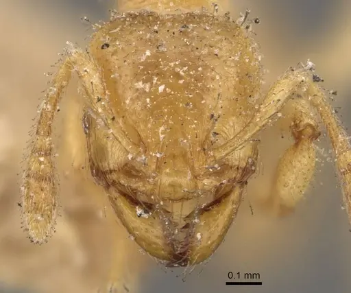 Pheidole cavifrons - CASENT0908303