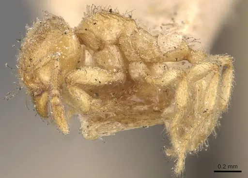 Pheidole cavifrons - CASENT0908303