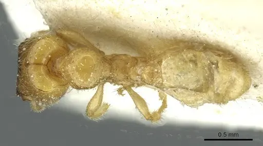 Pheidole cavifrons - CASENT0913288