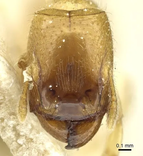 Pheidole cavifrons - CASENT0913288
