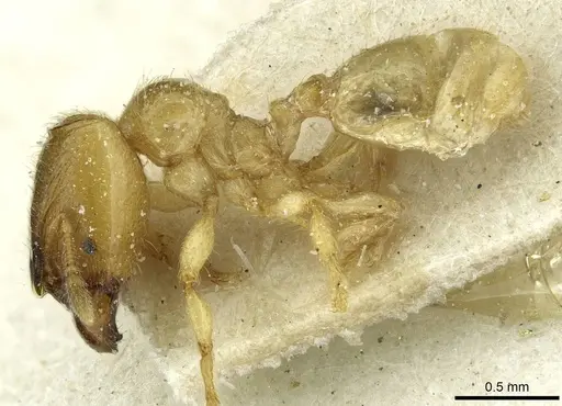 Pheidole cavifrons - CASENT0913288