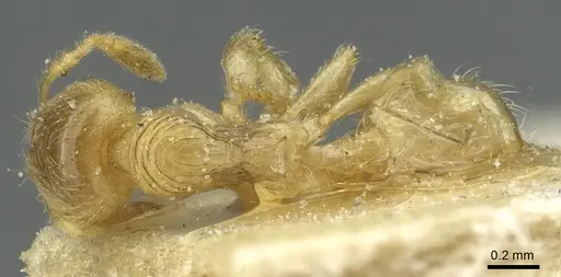 Pheidole cavifrons - CASENT0913289