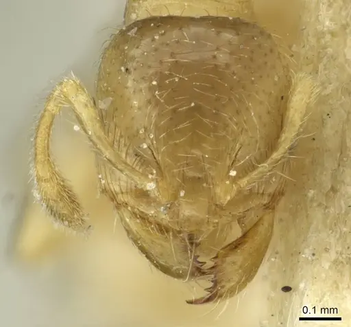 Pheidole cavifrons - CASENT0913289