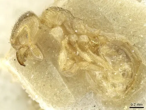 Pheidole cavifrons - CASENT0913289