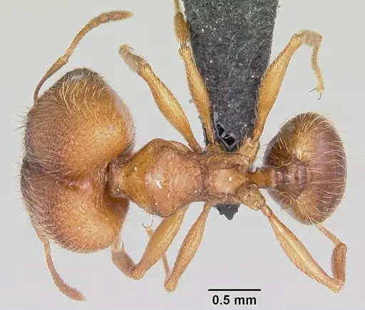 Pheidole cavigenis specimen