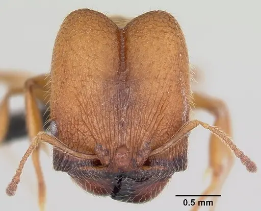 Pheidole cavigenis specimen