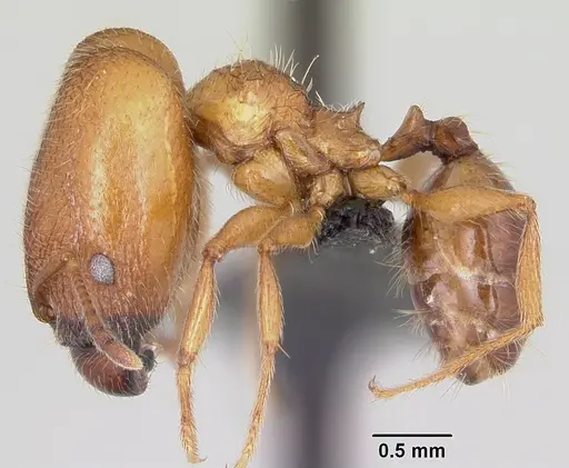 Pheidole cavigenis specimen