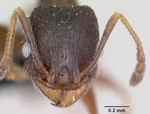 Pheidole cavigenis - CASENT0104913