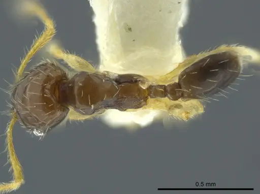 Pheidole ceibana specimen