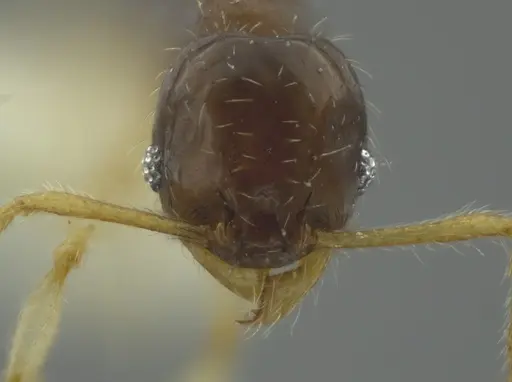 Pheidole ceibana specimen
