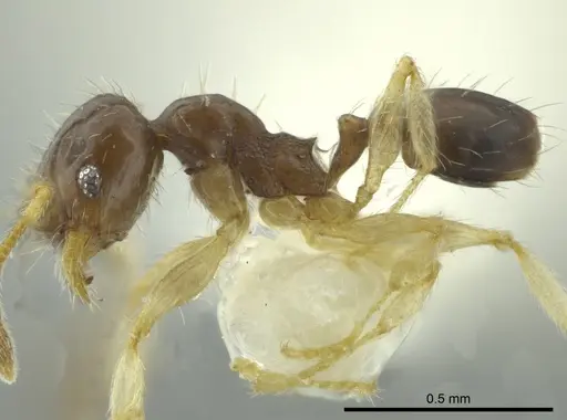 Pheidole ceibana specimen