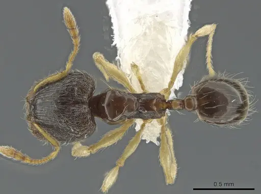 Pheidole ceibana - CASENT0625246