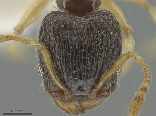 Pheidole ceibana - CASENT0625246