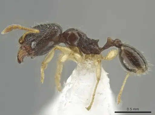 Pheidole ceibana - CASENT0625246