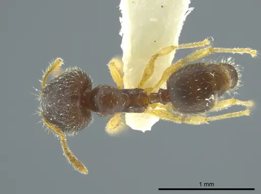 Pheidole ceibana - JTLC000016343