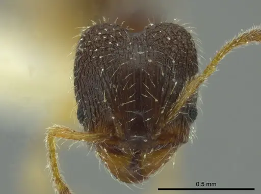 Pheidole ceibana - JTLC000016343