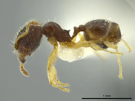 Pheidole ceibana - JTLC000016343
