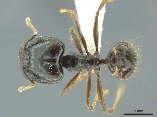 Pheidole celaena specimen
