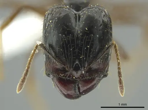 Pheidole celaena specimen