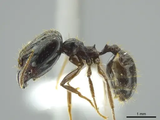 Pheidole celaena specimen