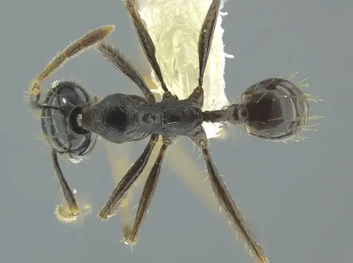 Pheidole celaena - CASENT0624511