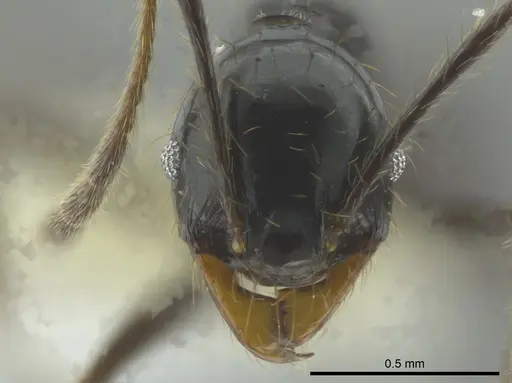 Pheidole celaena - CASENT0624511