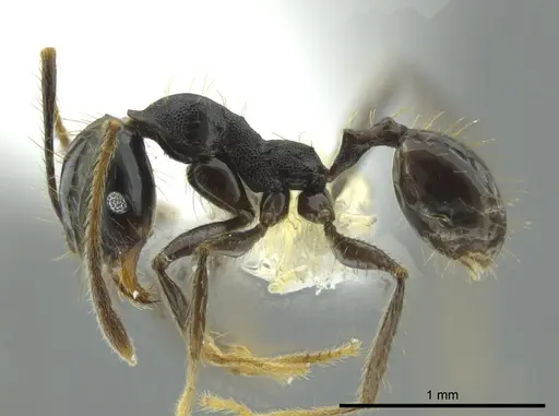 Pheidole celaena - CASENT0624511